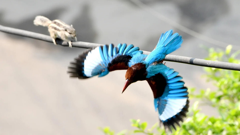 Squirrel crosses a wire while a Kingfisher flies away in Delhi, India